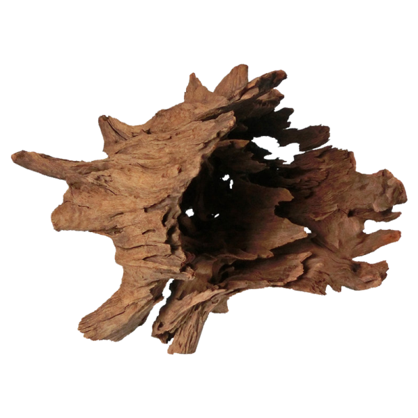 Corbo Root