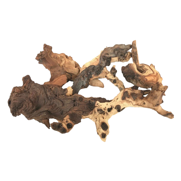 Mopani Root